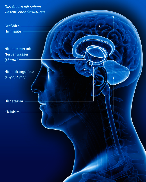 Illustration: Das Gehirn mit seinen wesentlichen Strukturen