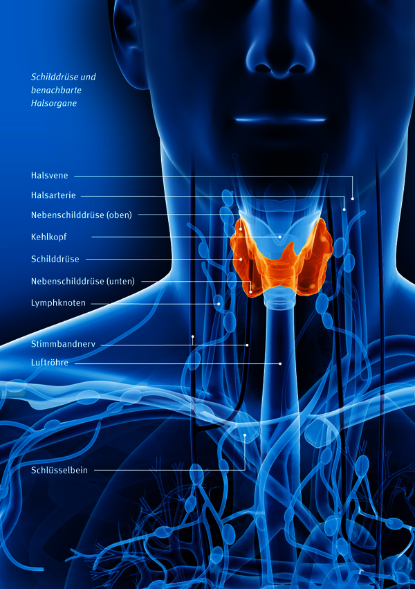Illustration: Schilddrüse und benachbarte Halsorgane
