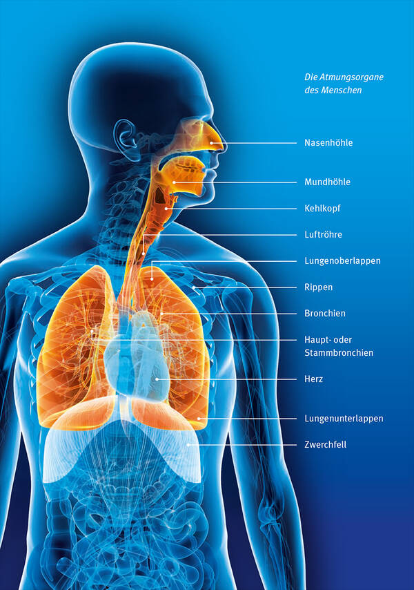 Illustration: die Atmungsorgane des Menschen