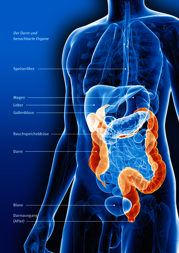 Illustration: Die Lage des Darms im Körper