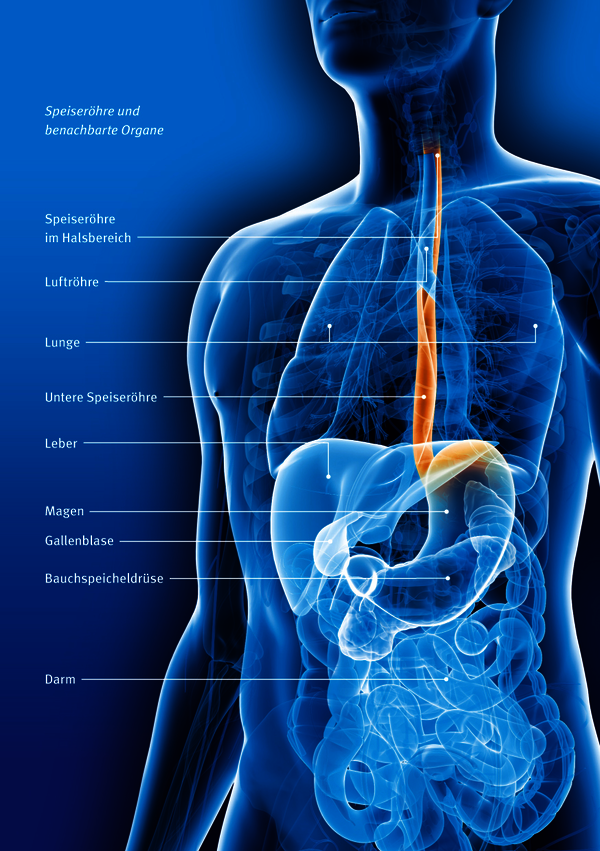 Illustration: Speiseröhre und benachbarte Organe