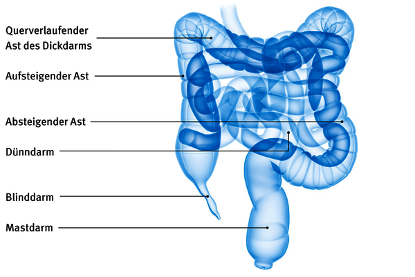 Illustration: Aufbau des Darms, Darmabschnitte
