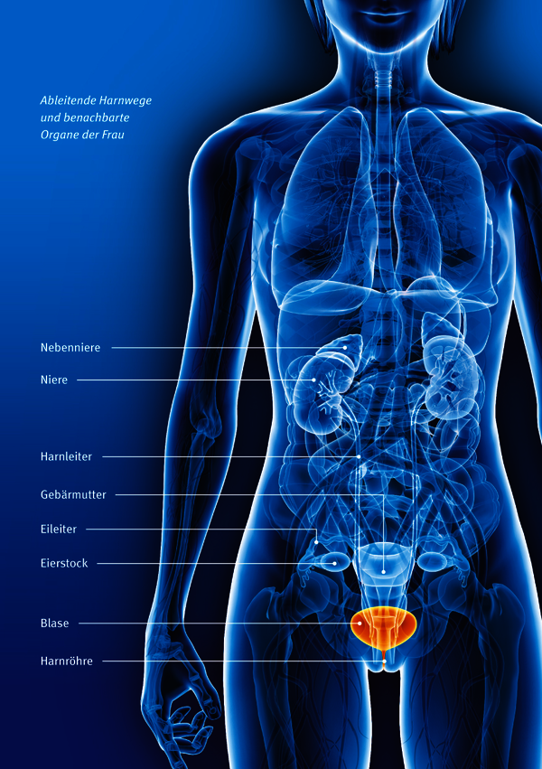 Illustration: Ableitende Harnwege und benachbarte Organe der Frau