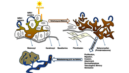 Das Wachstumsprotein Neuritin 1 (NRN1) kann in der Haut die Entstehung eines Melanoms fördern.