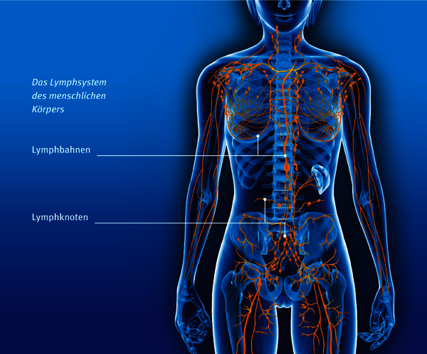 Illustration: Das Lymphsystem des menschlichen Körpers
