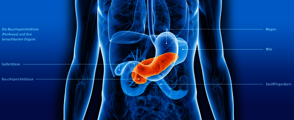 Illustration: Die Bauchspeicheldrüse und benachbarte Organe