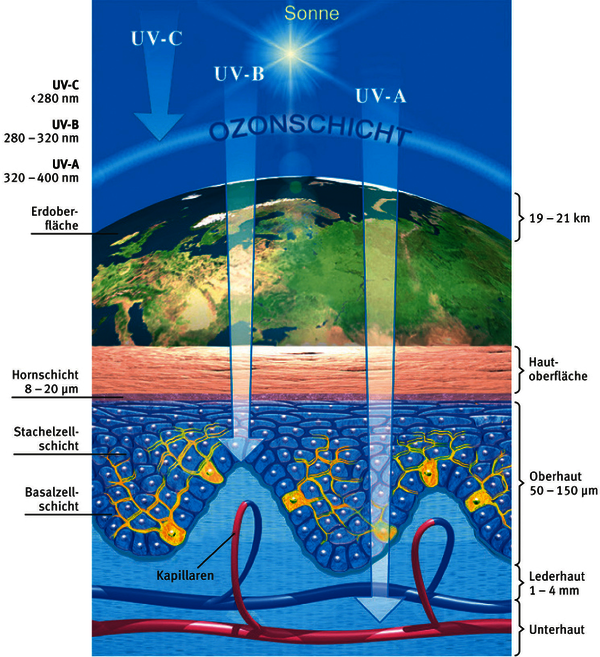 Illustration: Darstellung der unterschiedlichen Eindringtiefen von UV-A- und UV-B-Strahlen in die Haut