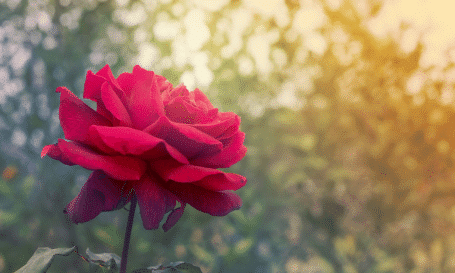 Spenden statt Blumen – Trauerfall Hildegard Schreier